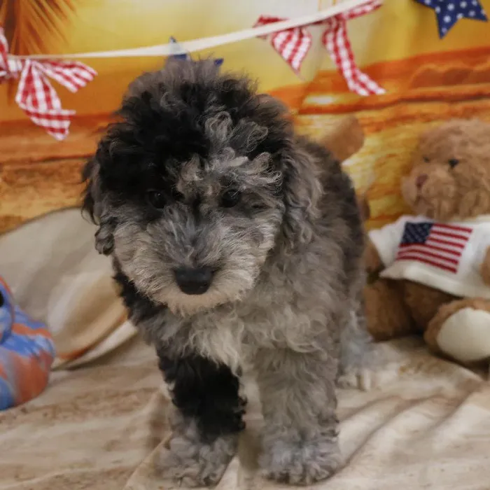 Male Mini Poodle puppy named Negan for sale at Petland Monroeville.