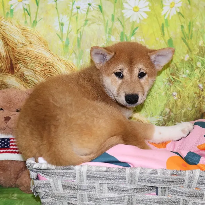Male Shiba Inu puppy named Damon for sale at Petland Monroeville.