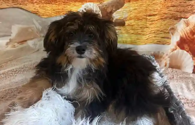 Male Mini Aussiedoodle Puppy for Sale in Monroeville, PA