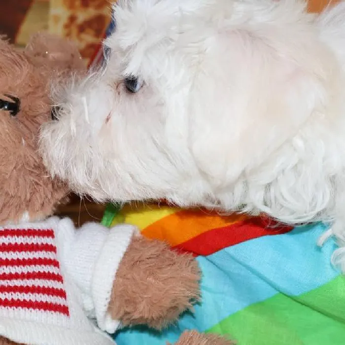 Male Maltese puppy named Glenn for sale at Petland Monroeville.