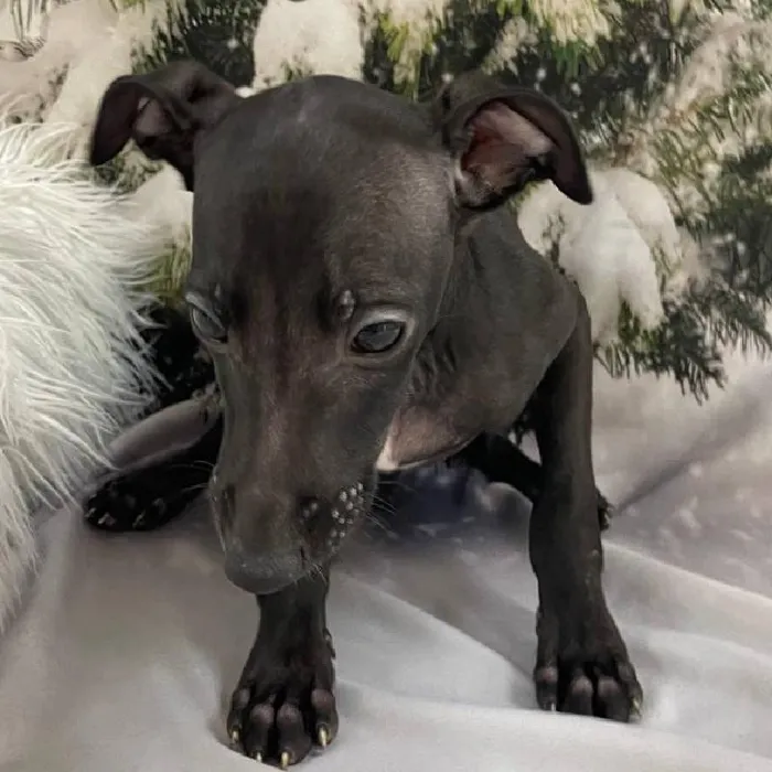 Male Italian Greyhound Puppy for Sale in Monroeville, PA