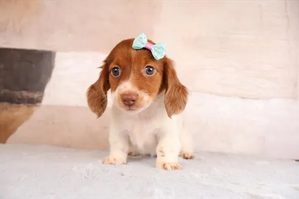 Female Dachshund puppy named Jules for sale at Petland Monroeville.