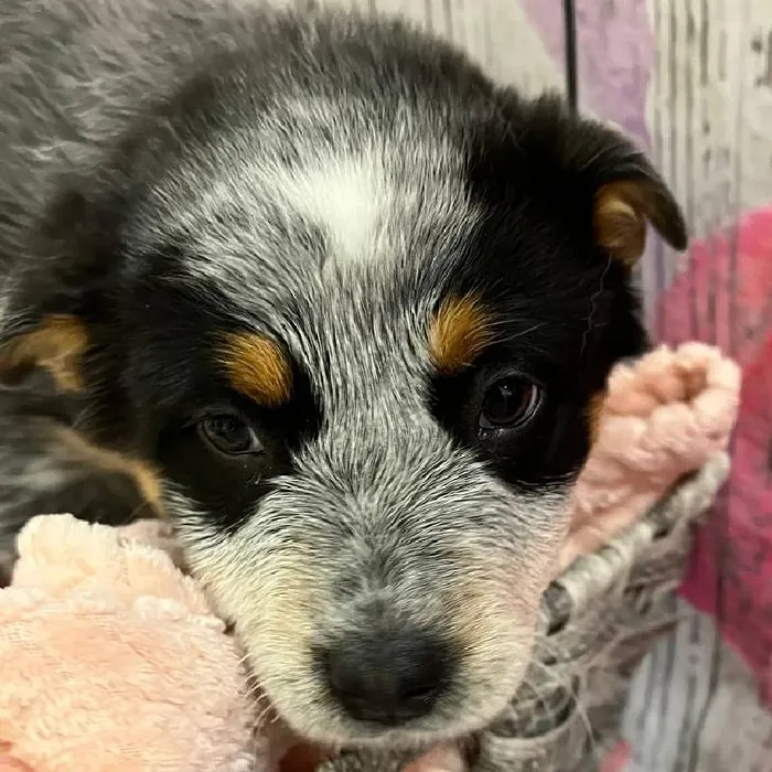 Female Australian Cattle Dog Puppy for Sale in Monroeville, PA
