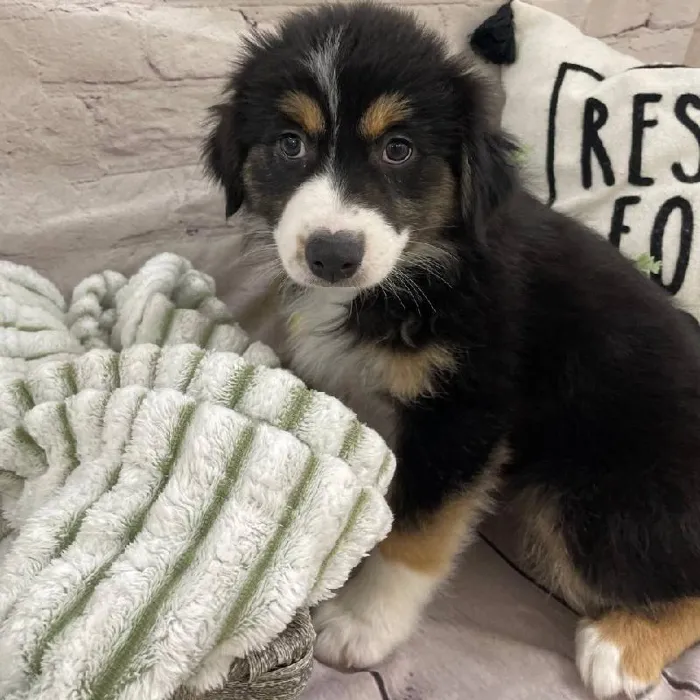 Female Australian Shepherd Puppy for Sale in Monroeville, PA