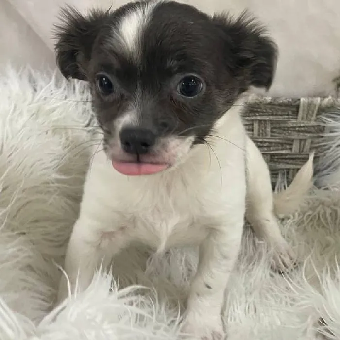 Female Chihuahua Puppy for Sale in Monroeville, PA