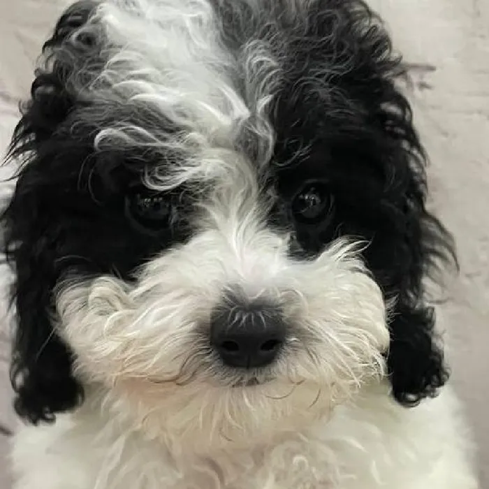 Male Mini Poodle Puppy for Sale in Monroeville, PA