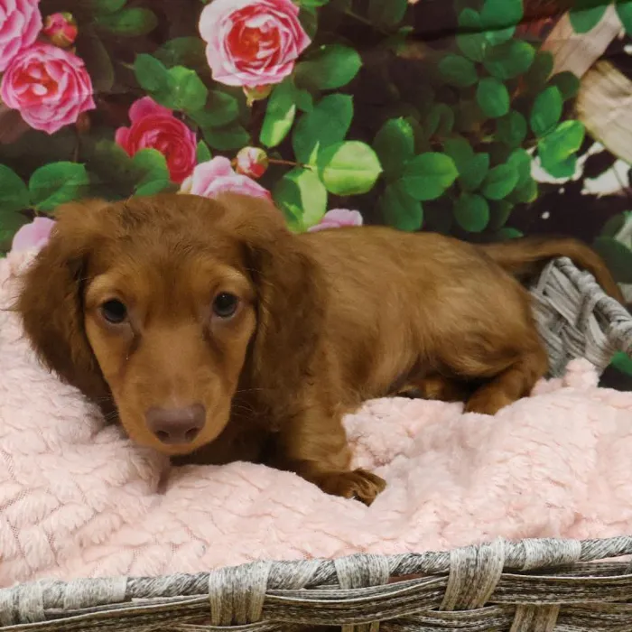 Male Dachshund Puppy for Sale in Monroeville, PA