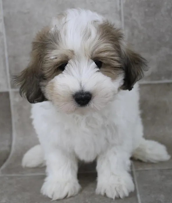 Male Coton De Tulear puppy named Don for sale at Petland Monroeville.