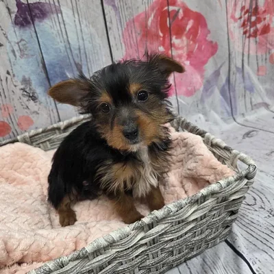 Male Yorkie Puppy for Sale in Monroeville, PA