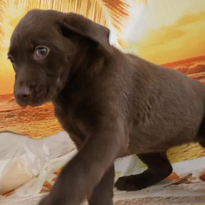 Female Labrador Retriever Puppy for Sale in Monroeville, PA