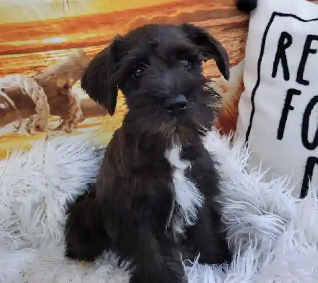 Female Mini Schnauzer Puppy for Sale in Monroeville, PA