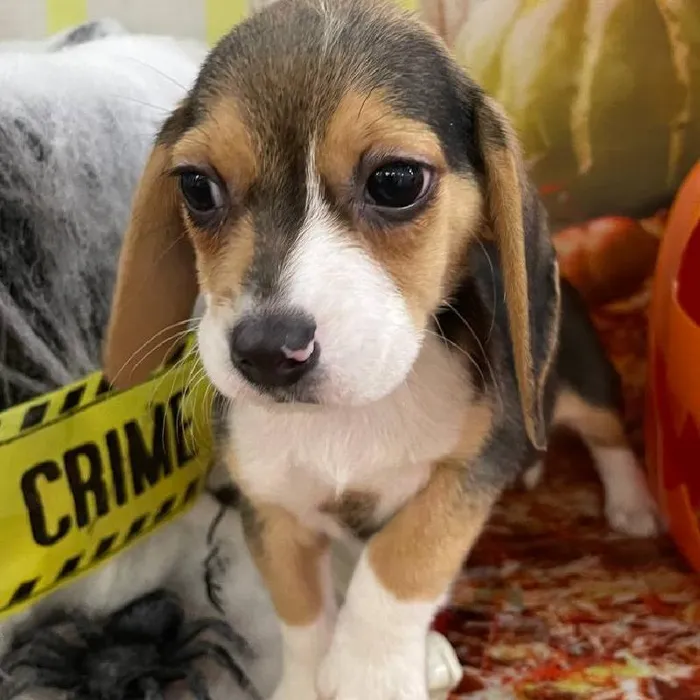 Female Beagle Puppy for Sale in Monroeville, PA
