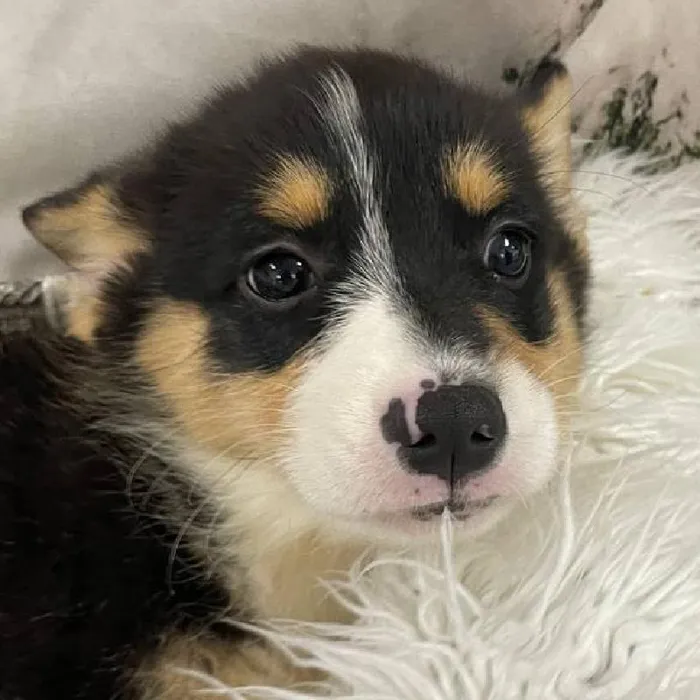 Male Pembroke Welsh Corgi Puppy for Sale in Monroeville, PA