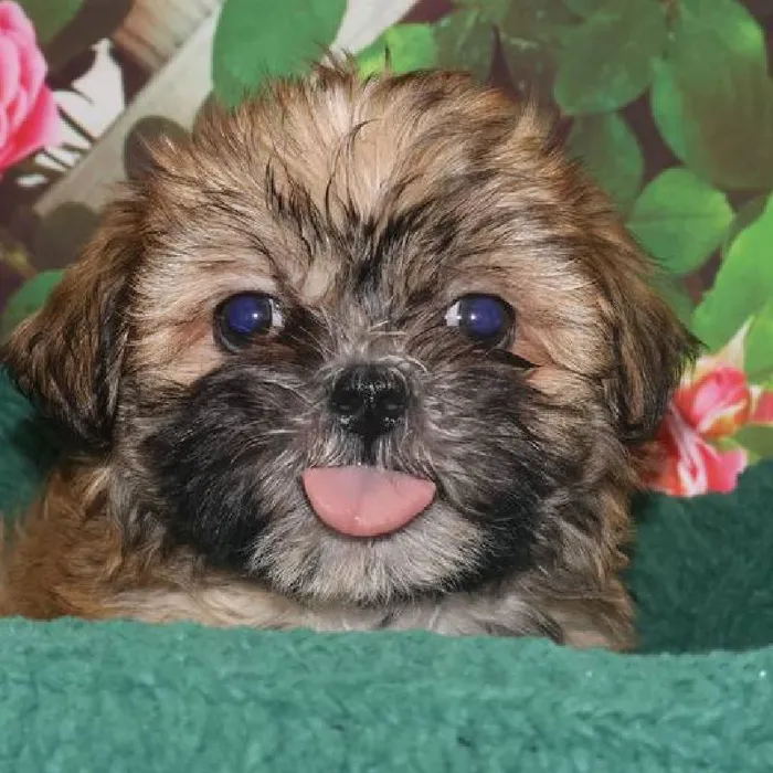 Female Shih Tzu Puppy for Sale in Monroeville, PA