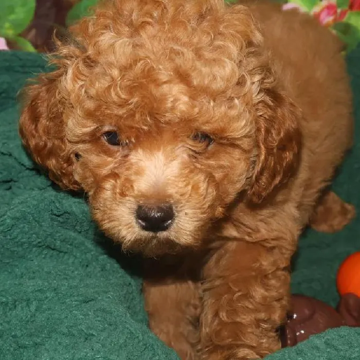 Male Mini Poodle Puppy for Sale in Monroeville, PA