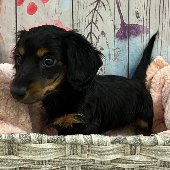 Female Dachshund Puppy for Sale in Monroeville, PA