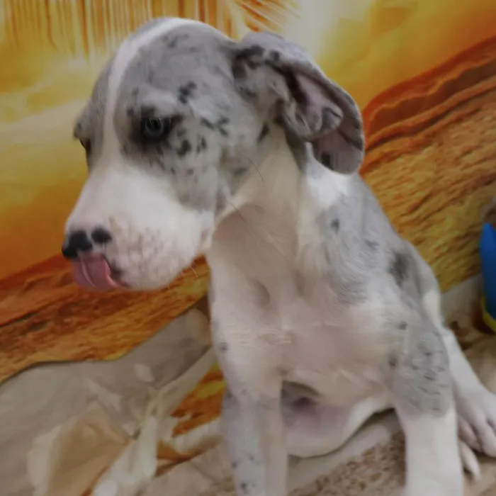 Female Great Dane Puppy for Sale in Monroeville, PA
