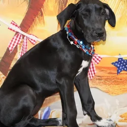 Female Great Dane puppy named Freya for sale at Petland Monroeville.