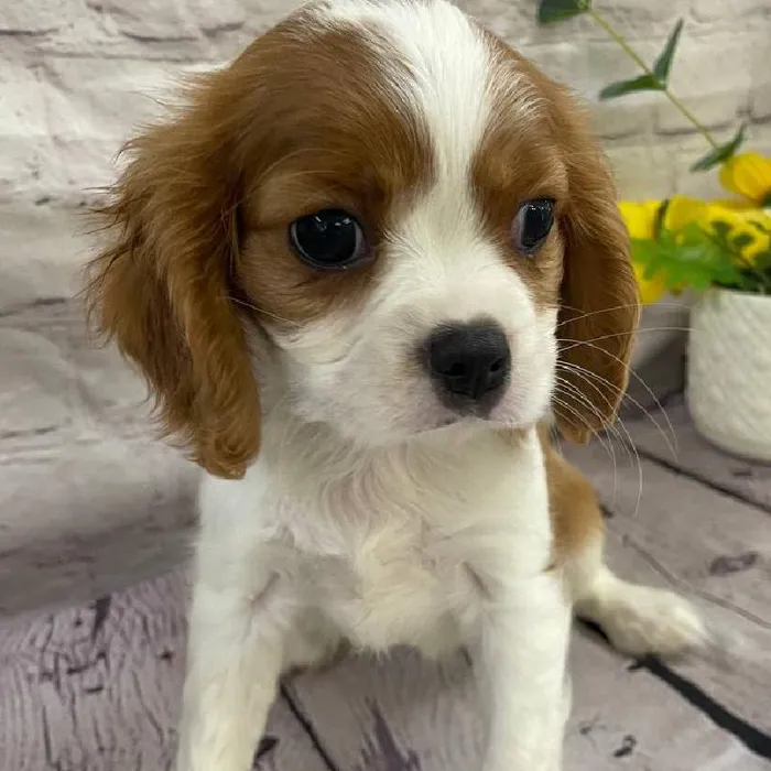 Male Cavalier King Charles Spaniel Puppy for Sale in Monroeville, PA