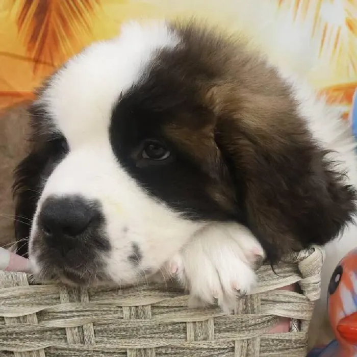 Male Saint Bernard Puppy for Sale in Monroeville, PA