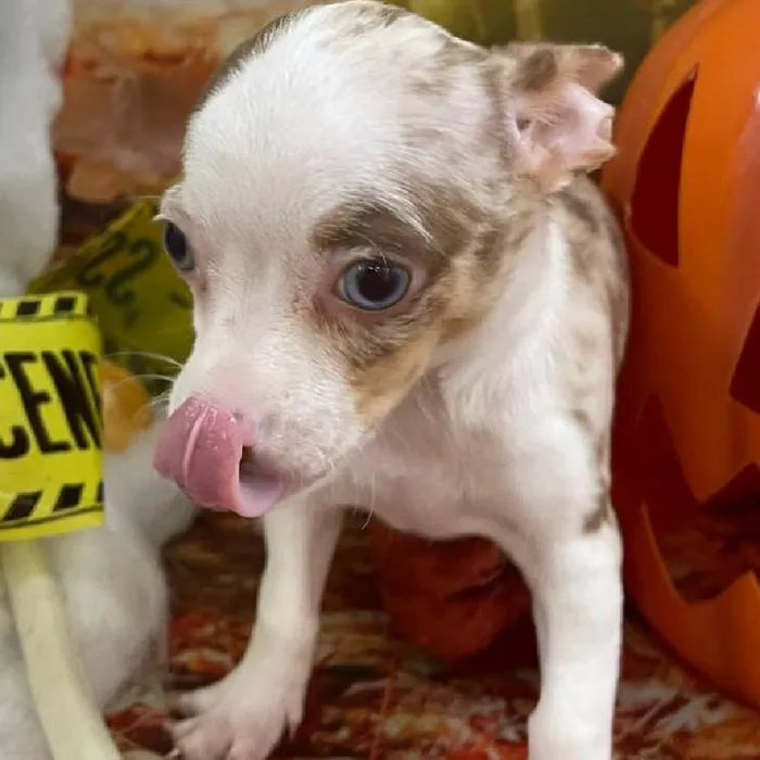 Female Chihuahua Puppy for Sale in Monroeville, PA