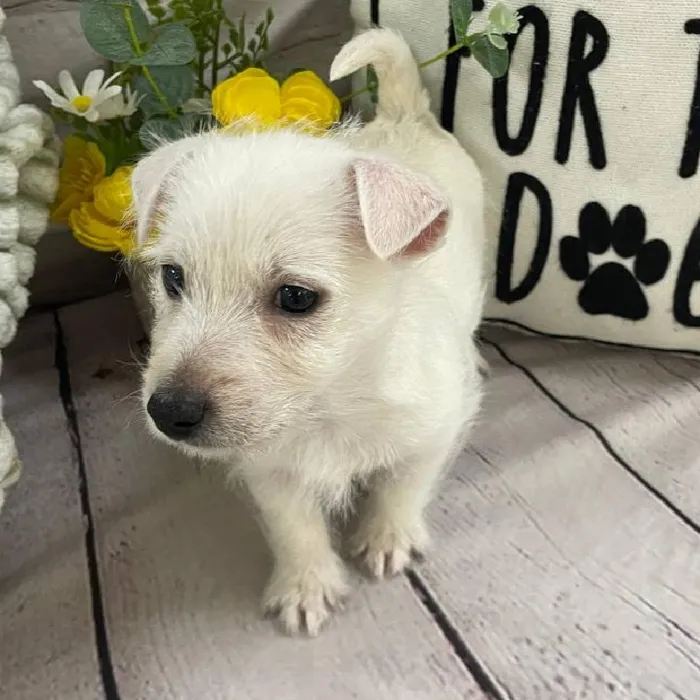 Male West Highland White Terrier Puppy for Sale in Monroeville, PA