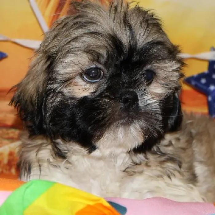Male Shih Tzu puppy named Gizmo for sale at Petland Monroeville.