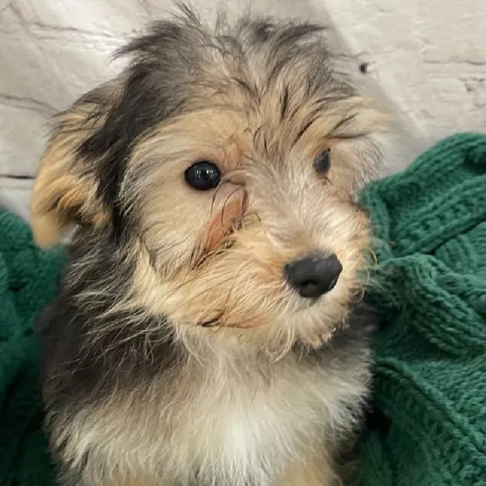 Male Morkie Puppy for Sale in Monroeville, PA