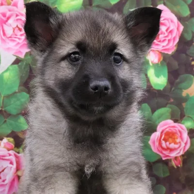 Female Norwegian Elkhound Puppy for Sale in Monroeville, PA