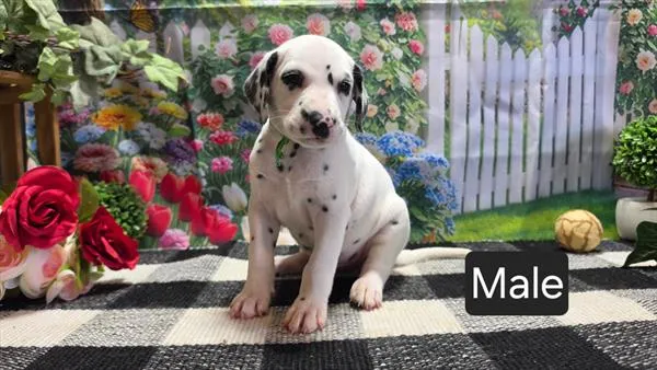 Male Dalmatian puppy named Pongo for sale at Petland Monroeville.