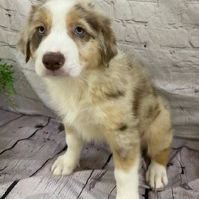 Male Australian Shepherd Puppy for Sale in Monroeville, PA