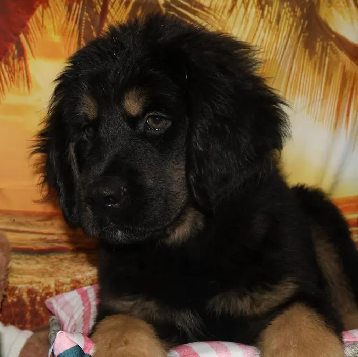 Male Tibetan Mastiff Puppy for Sale in Monroeville, PA