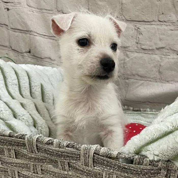 Male West Highland White Terrier Puppy for Sale in Monroeville, PA
