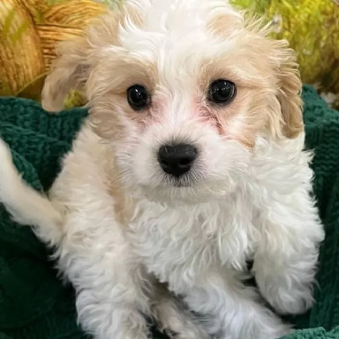 Male Cavachon Puppy for Sale in Monroeville, PA