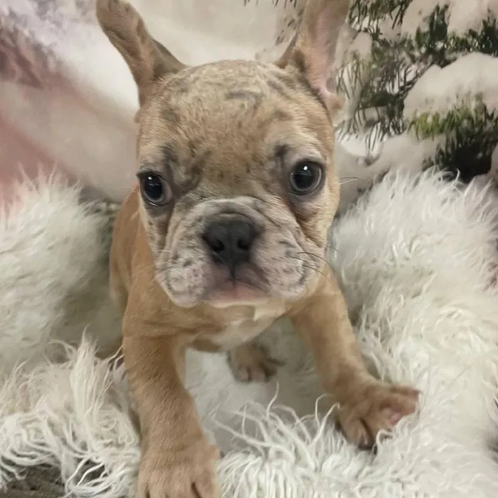 Male French Bulldog Puppy for Sale in Monroeville, PA