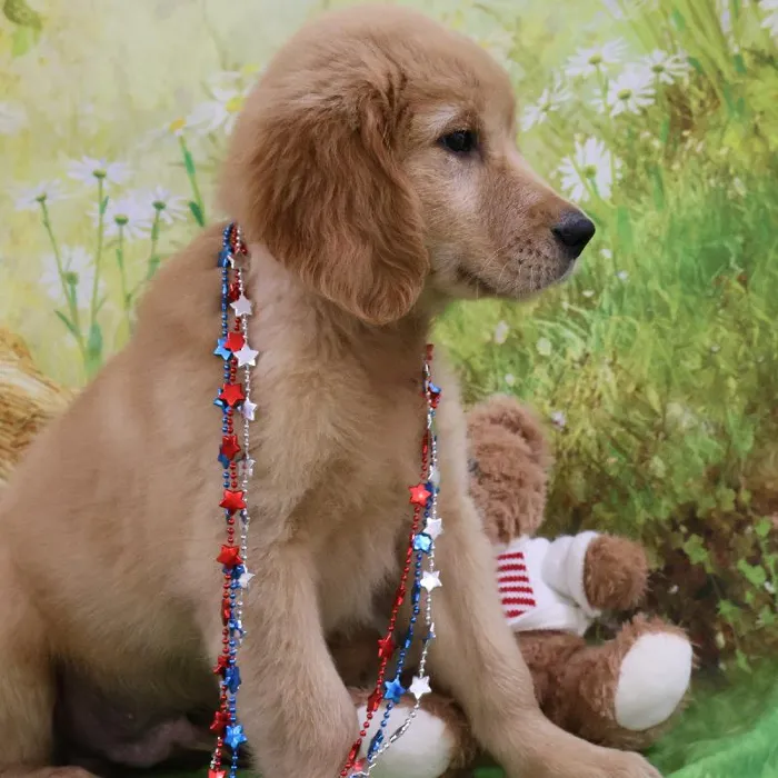 Male Golden Retriever puppy named Kol for sale at Petland Monroeville.