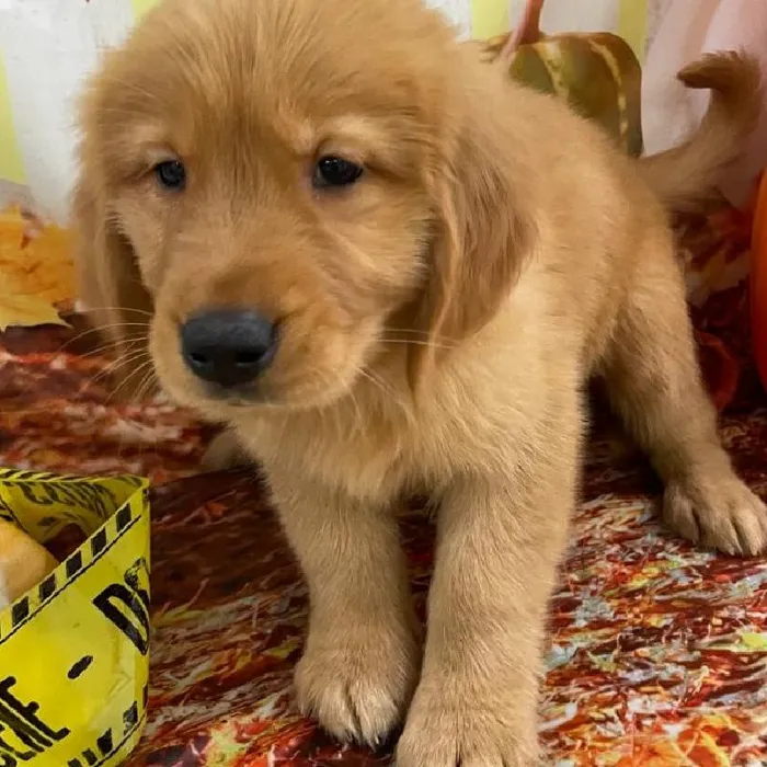Female Golden Retriever Puppy for Sale in Monroeville, PA