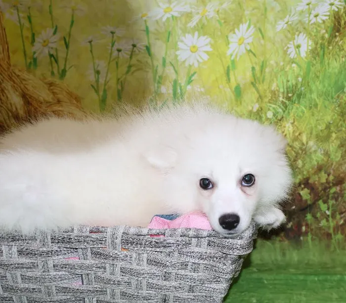 Female American Eskimo puppy named Winter for sale at Petland Monroeville.