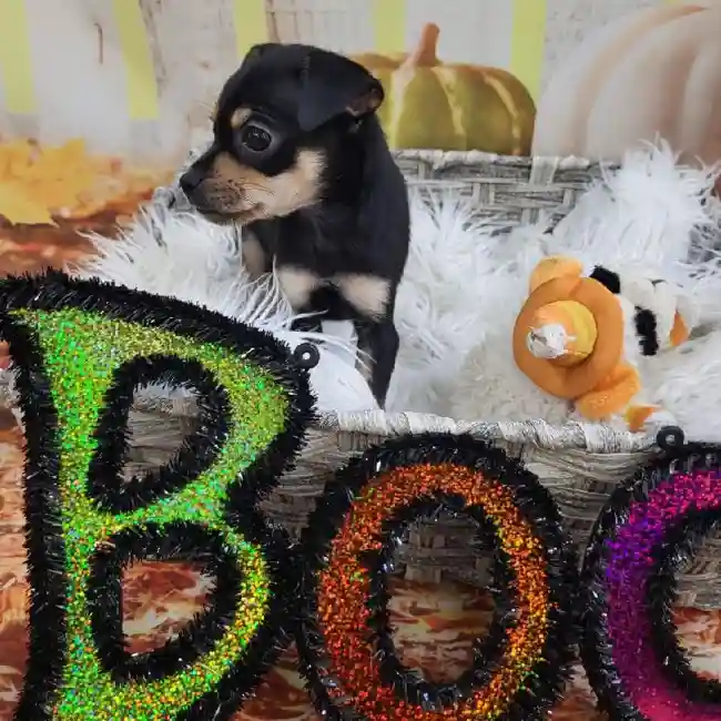 Female Chihuahua Puppy for Sale in Monroeville, PA