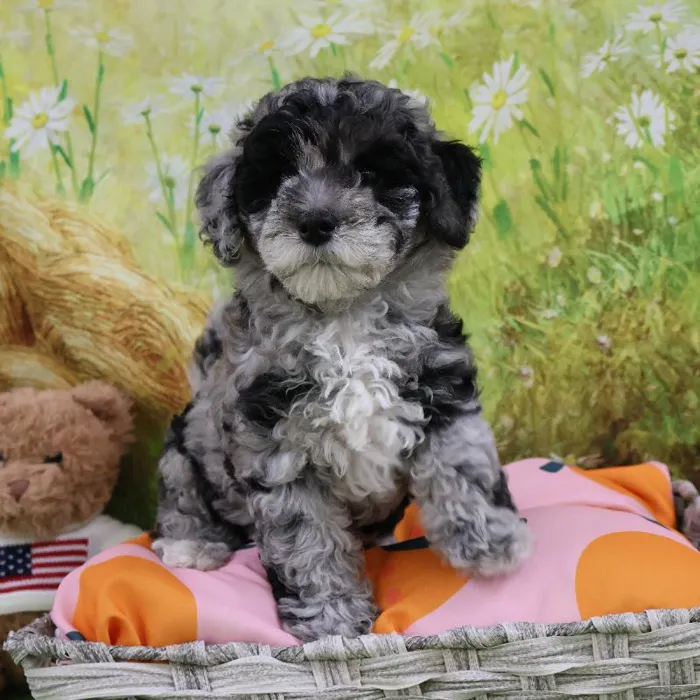Female Mini Bernedoodle puppy named Minnie for sale at Petland Monroeville.