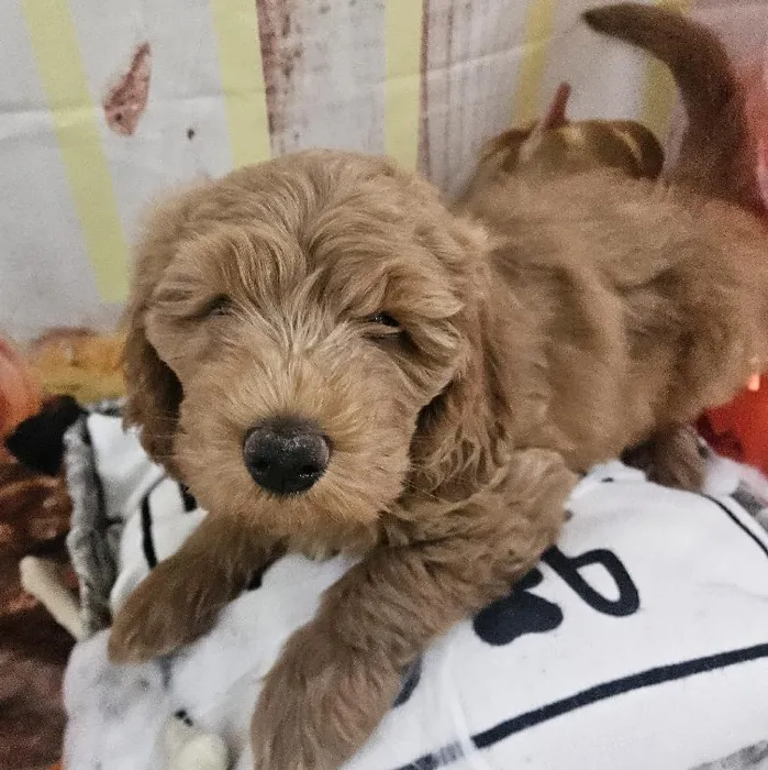 Male Mini Goldendoodle Puppy for Sale in Monroeville, PA