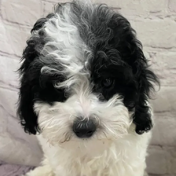 Male Mini Poodle Puppy for Sale in Monroeville, PA