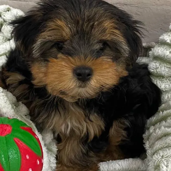 Female Yorkie Puppy for Sale in Monroeville, PA