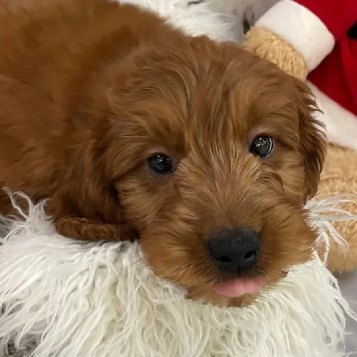 Male Mini Goldendoodle 2nd Gen. Puppy for Sale in Monroeville, PA