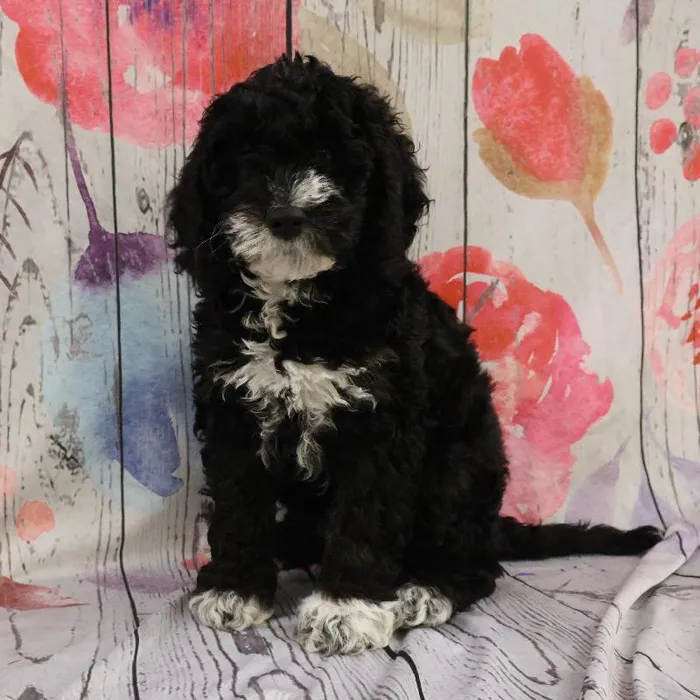 Female Cockapoo Puppy for Sale in Monroeville, PA