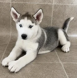 Male Siberian Husky puppy named Stanley for sale at Petland Monroeville.
