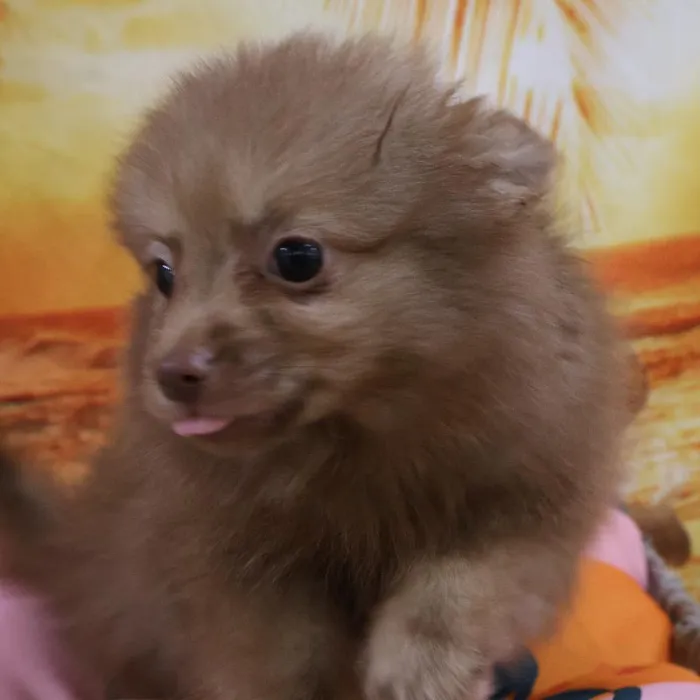 Male Pomeranian puppy named Kol for sale at Petland Monroeville.