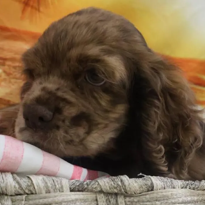 Female Cocker Spaniel Puppy for Sale in Monroeville, PA