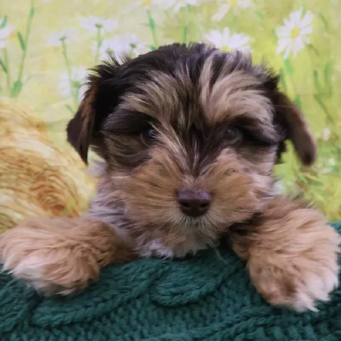 Male Yorkie Puppy for Sale in Monroeville, PA