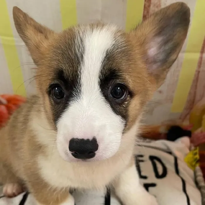 Female Pembroke Welsh Corgi Puppy for Sale in Monroeville, PA